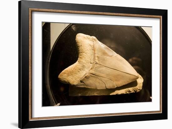 Fossil Tooth of Megalodon or Megatooth Shark Oceanopolis-null-Framed Photographic Print