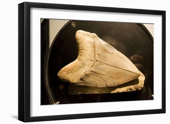 Fossil Tooth of Megalodon or Megatooth Shark Oceanopolis--Framed Photographic Print