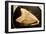 Fossil Tooth of Megalodon or Megatooth Shark Oceanopolis-null-Framed Photographic Print