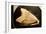 Fossil Tooth of Megalodon or Megatooth Shark Oceanopolis-null-Framed Photographic Print