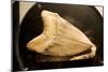 Fossil Tooth of Megalodon or Megatooth Shark Oceanopolis-null-Mounted Photographic Print