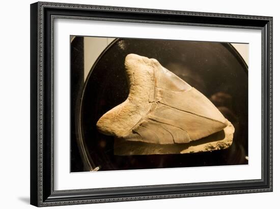 Fossil Tooth of Megalodon or Megatooth Shark Oceanopolis-null-Framed Photographic Print