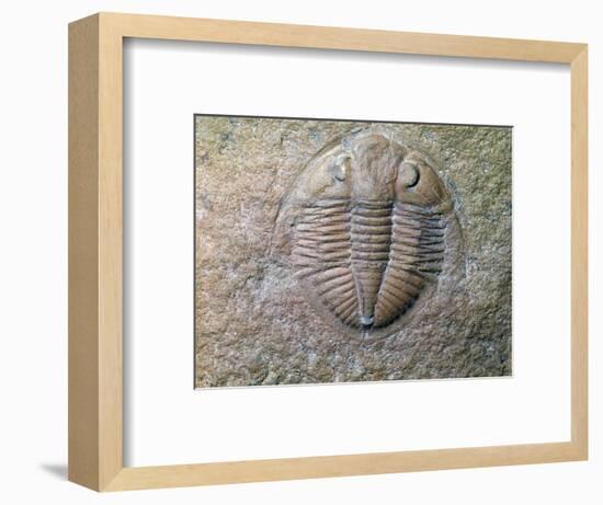 Fossil trilobite-Unknown-Framed Giclee Print