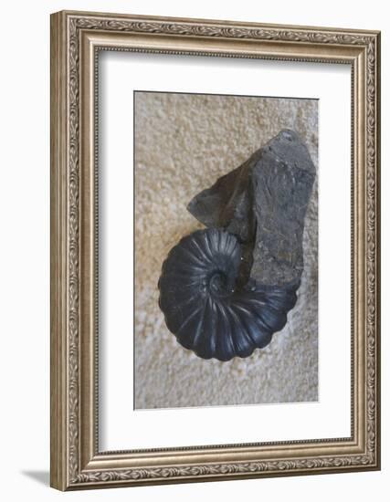 Fossil-Natalie Tepper-Framed Photo