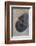 Fossil-Natalie Tepper-Framed Photo