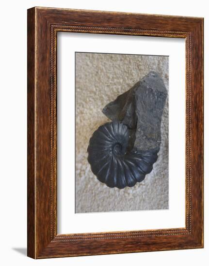 Fossil-Natalie Tepper-Framed Photo