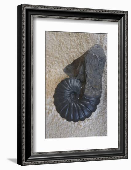 Fossil-Natalie Tepper-Framed Photo