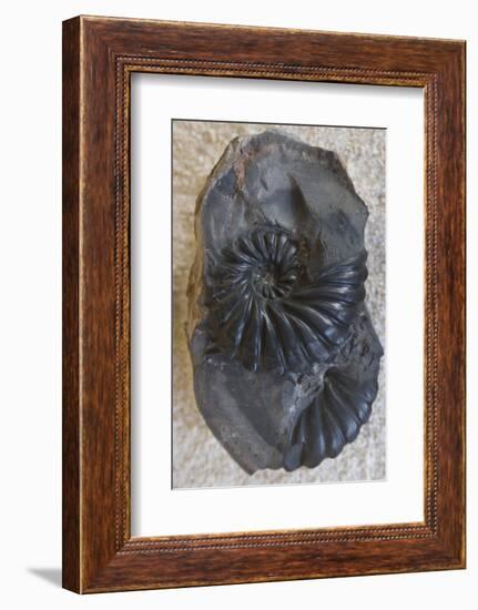 Fossil-Natalie Tepper-Framed Photo