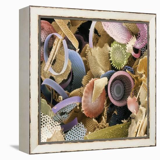 Fossilised Diatoms, SEM-Steve Gschmeissner-Framed Premier Image Canvas