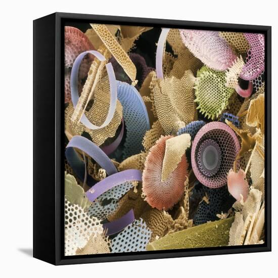 Fossilised Diatoms, SEM-Steve Gschmeissner-Framed Premier Image Canvas