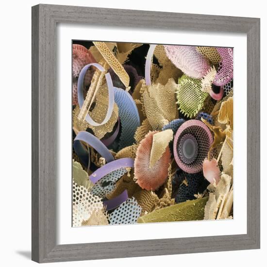 Fossilised Diatoms, SEM-Steve Gschmeissner-Framed Premium Photographic Print