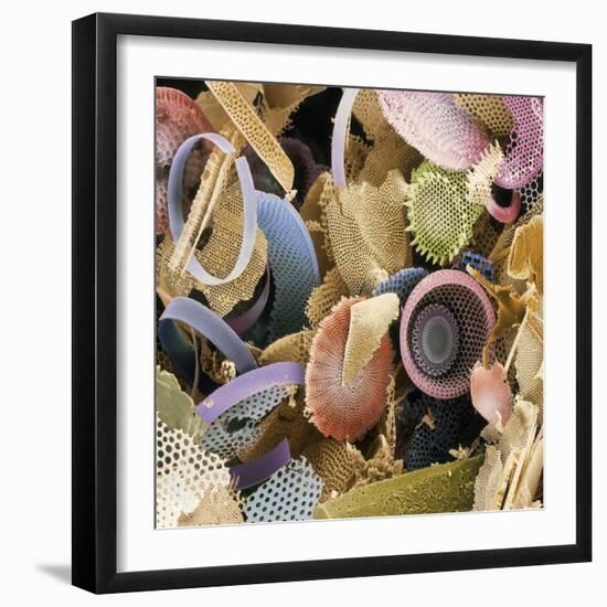 Fossilised Diatoms, SEM-Steve Gschmeissner-Framed Premium Photographic Print