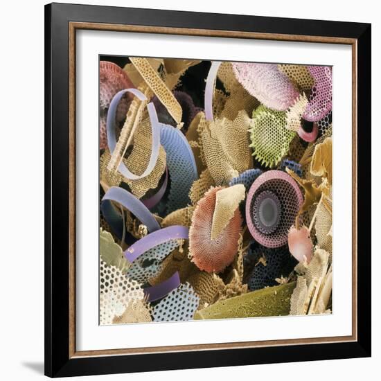 Fossilised Diatoms, SEM-Steve Gschmeissner-Framed Premium Photographic Print