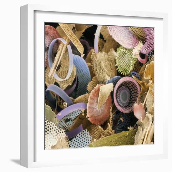 Fossilised Diatoms, SEM-Steve Gschmeissner-Framed Premium Photographic Print