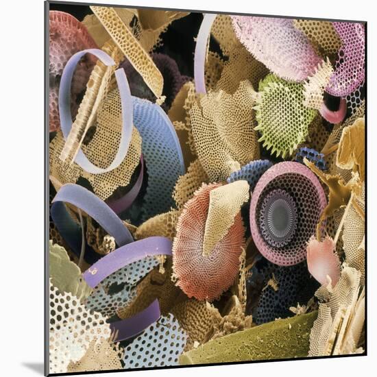 Fossilised Diatoms, SEM-Steve Gschmeissner-Mounted Premium Photographic Print