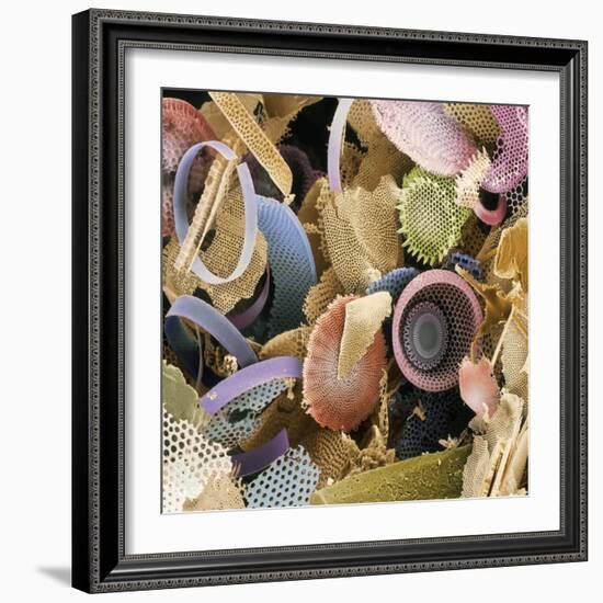 Fossilised Diatoms, SEM-Steve Gschmeissner-Framed Premium Photographic Print