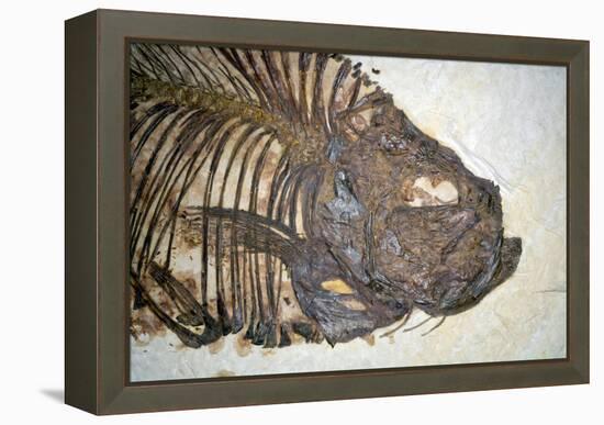 Fossilised Fish-Lawrence Lawry-Framed Premier Image Canvas
