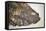 Fossilised Fish-Lawrence Lawry-Framed Premier Image Canvas