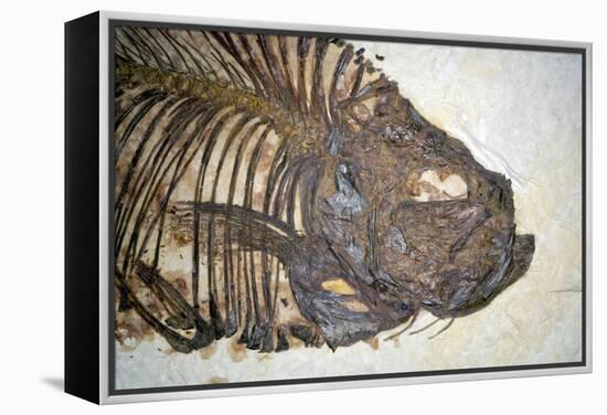 Fossilised Fish-Lawrence Lawry-Framed Premier Image Canvas