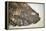 Fossilised Fish-Lawrence Lawry-Framed Premier Image Canvas