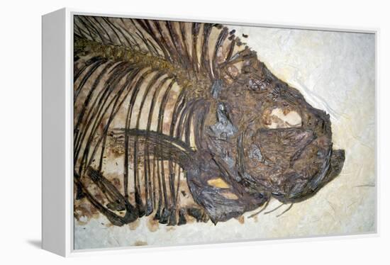 Fossilised Fish-Lawrence Lawry-Framed Premier Image Canvas