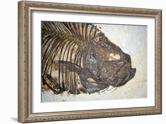 Fossilised Fish-Lawrence Lawry-Framed Photographic Print