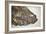 Fossilised Fish-Lawrence Lawry-Framed Photographic Print