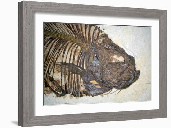 Fossilised Fish-Lawrence Lawry-Framed Photographic Print