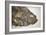 Fossilised Fish-Lawrence Lawry-Framed Photographic Print