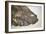 Fossilised Fish-Lawrence Lawry-Framed Photographic Print