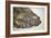 Fossilised Fish-Lawrence Lawry-Framed Photographic Print