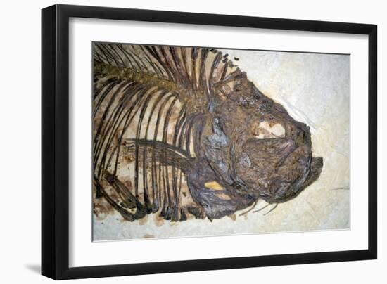 Fossilised Fish-Lawrence Lawry-Framed Photographic Print