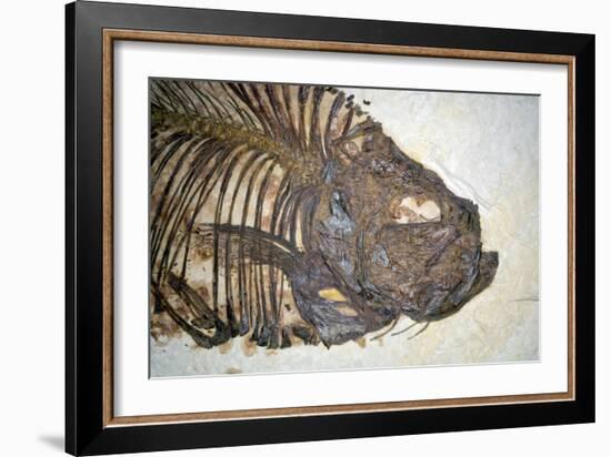 Fossilised Fish-Lawrence Lawry-Framed Photographic Print