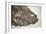 Fossilised Fish-Lawrence Lawry-Framed Photographic Print