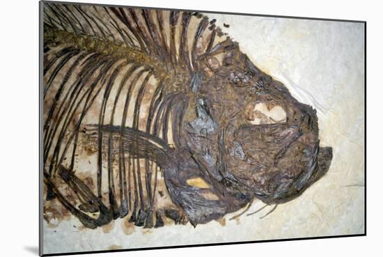Fossilised Fish-Lawrence Lawry-Mounted Photographic Print