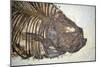 Fossilised Fish-Lawrence Lawry-Mounted Photographic Print