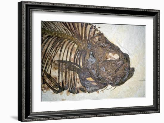 Fossilised Fish-Lawrence Lawry-Framed Photographic Print