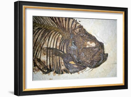 Fossilised Fish-Lawrence Lawry-Framed Photographic Print