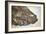 Fossilised Fish-Lawrence Lawry-Framed Photographic Print