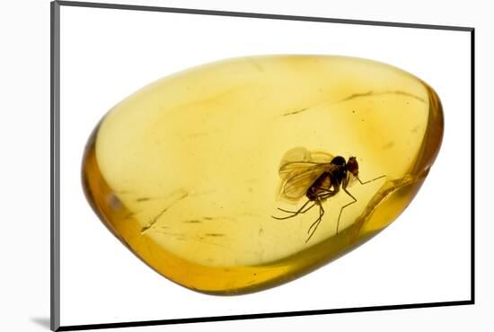 Fossilised Fly In Baltic Amber. Whole Specimen Approx 15Mm Long. Fly Approx 5Mm-Adrian Davies-Mounted Photographic Print