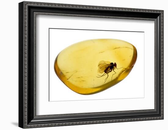 Fossilised Fly In Baltic Amber. Whole Specimen Approx 15Mm Long. Fly Approx 5Mm-Adrian Davies-Framed Photographic Print