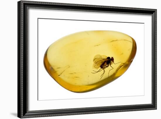 Fossilised Fly In Baltic Amber. Whole Specimen Approx 15Mm Long. Fly Approx 5Mm-Adrian Davies-Framed Photographic Print