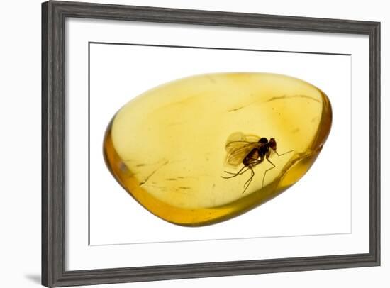 Fossilised Fly In Baltic Amber. Whole Specimen Approx 15Mm Long. Fly Approx 5Mm-Adrian Davies-Framed Photographic Print