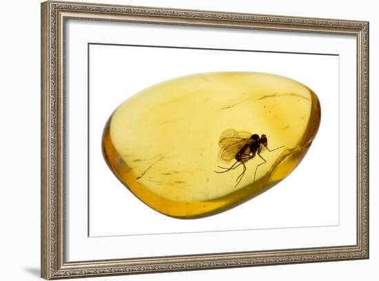 Fossilised Fly In Baltic Amber. Whole Specimen Approx 15Mm Long. Fly Approx 5Mm-Adrian Davies-Framed Photographic Print