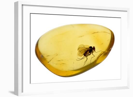 Fossilised Fly In Baltic Amber. Whole Specimen Approx 15Mm Long. Fly Approx 5Mm-Adrian Davies-Framed Photographic Print