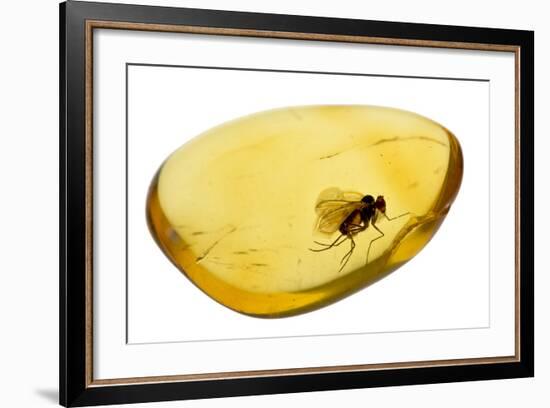 Fossilised Fly In Baltic Amber. Whole Specimen Approx 15Mm Long. Fly Approx 5Mm-Adrian Davies-Framed Photographic Print