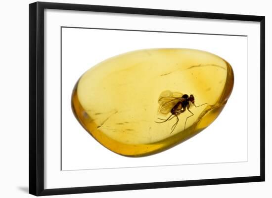 Fossilised Fly In Baltic Amber. Whole Specimen Approx 15Mm Long. Fly Approx 5Mm-Adrian Davies-Framed Photographic Print