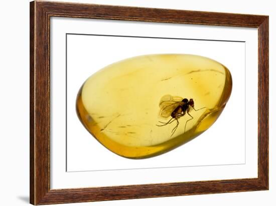 Fossilised Fly In Baltic Amber. Whole Specimen Approx 15Mm Long. Fly Approx 5Mm-Adrian Davies-Framed Photographic Print