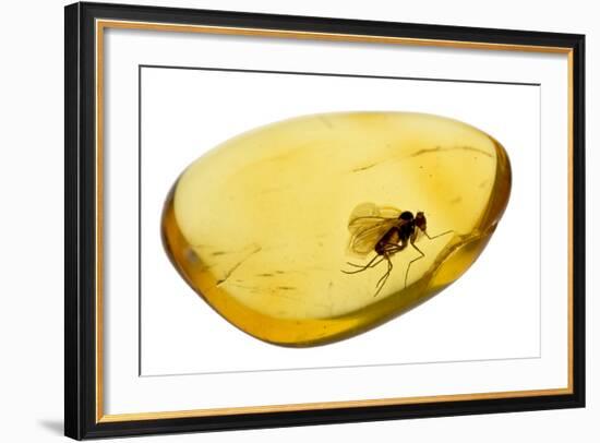 Fossilised Fly In Baltic Amber. Whole Specimen Approx 15Mm Long. Fly Approx 5Mm-Adrian Davies-Framed Photographic Print