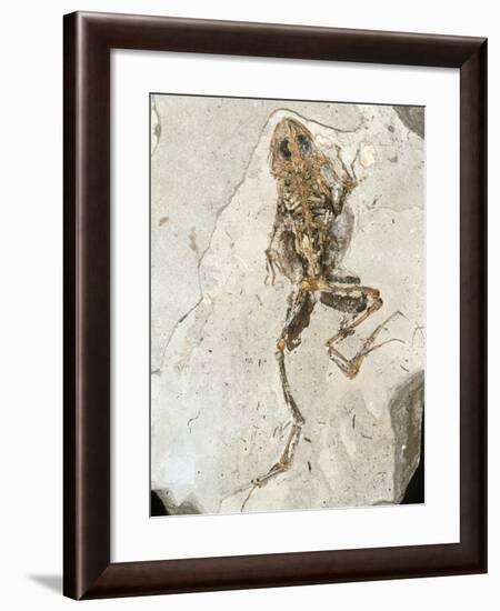 Fossilised Frog Embedded In Rock-Volker Steger-Framed Photographic Print